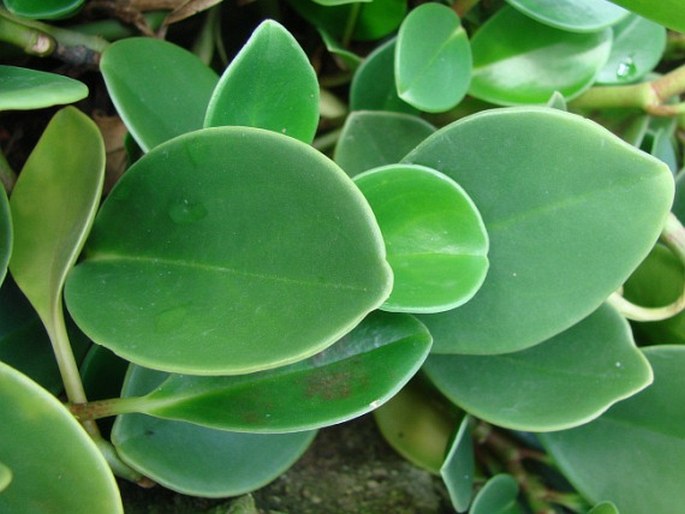 Peperomia magnoliifolia