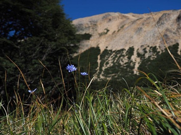 Perezia lactucoides