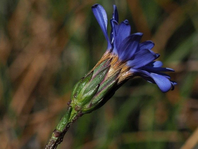 Perezia lactucoides