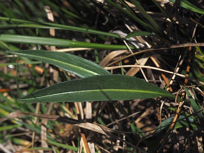 Perezia lactucoides