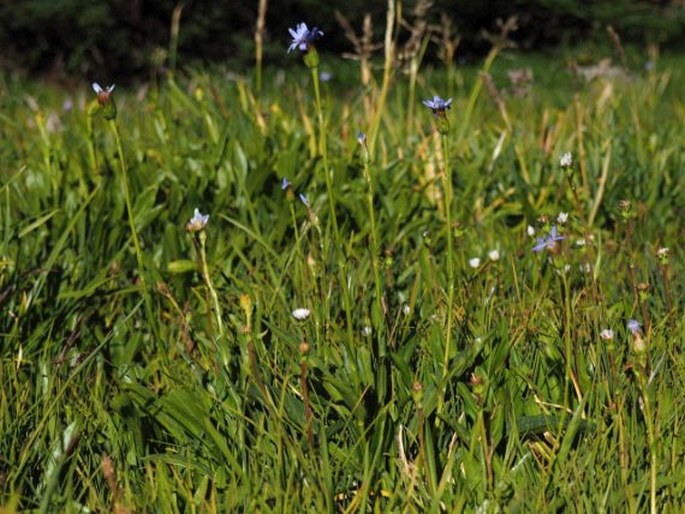 Perezia lactucoides