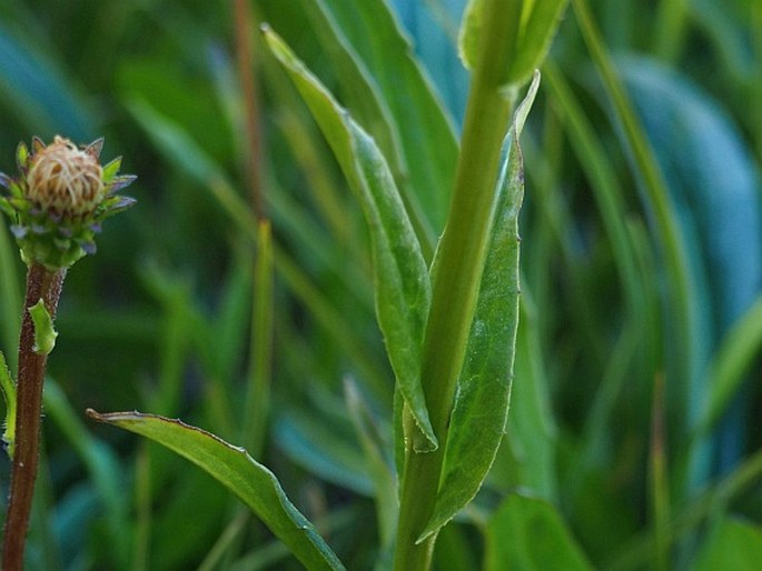 Perezia lactucoides