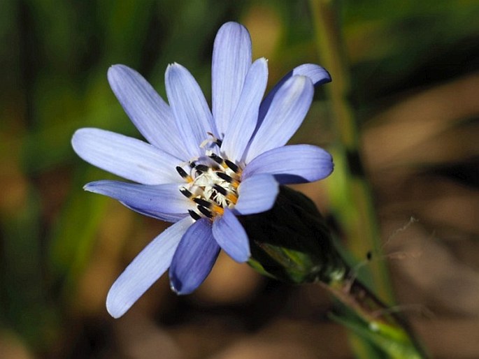 Perezia lactucoides