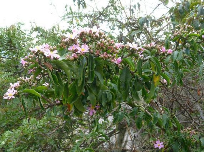 Rhodocactus grandifolius