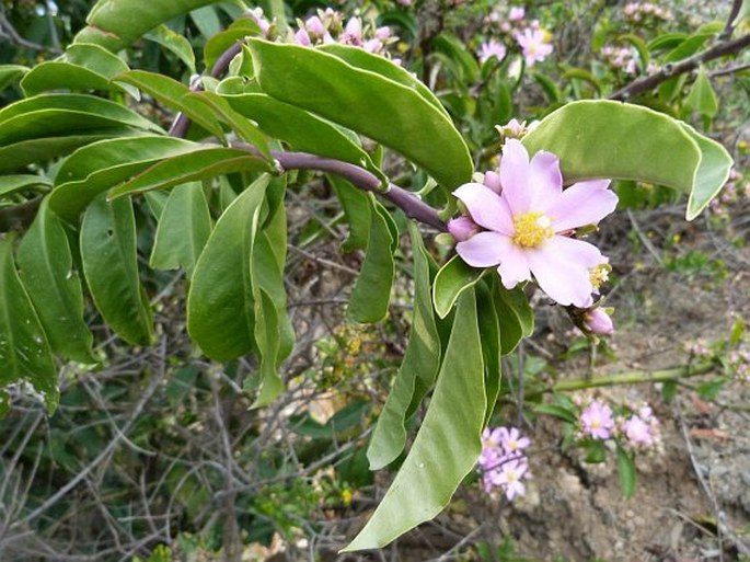 Rhodocactus grandifolius