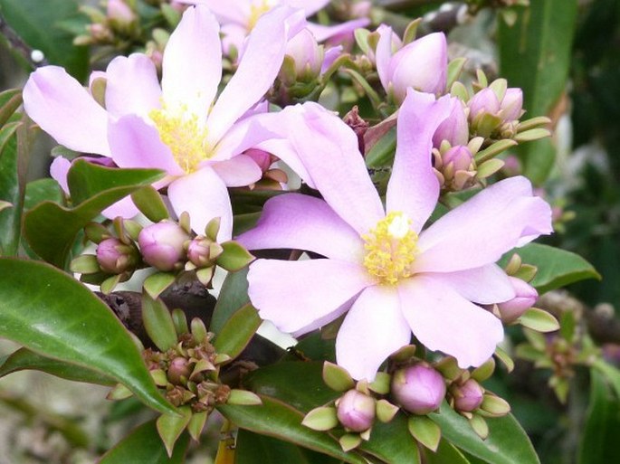 Rhodocactus grandifolius