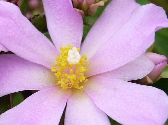 Rhodocactus grandifolius