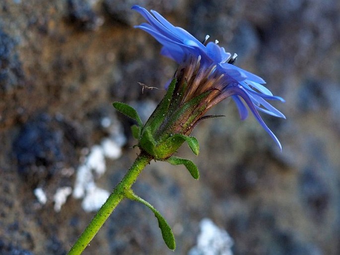 Perezia fonkii