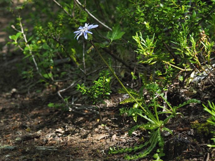 Perezia pedicularidifolia