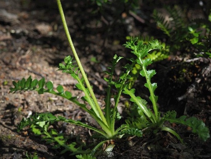 Perezia pedicularidifolia