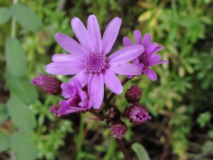 Pericallis cruenta