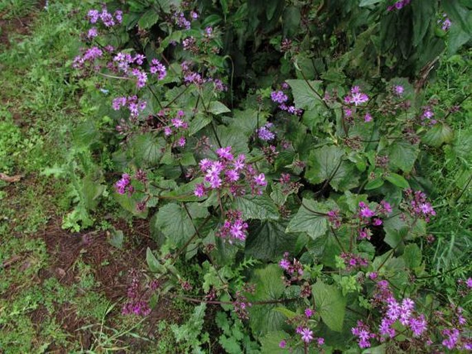 Pericallis cruenta