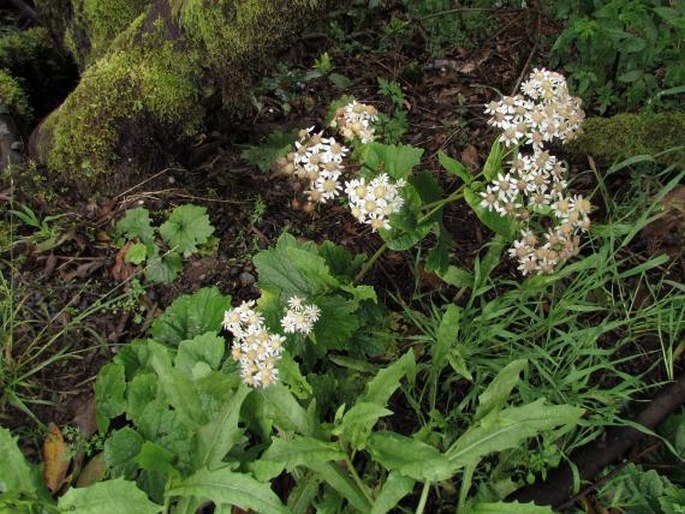 Pericallis steetzii