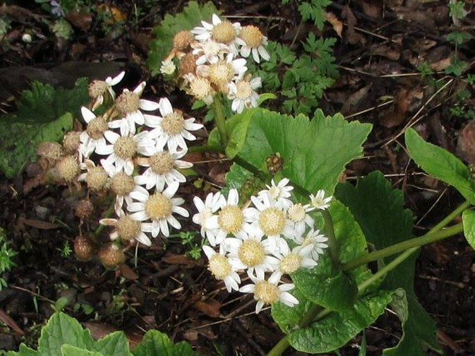 Pericallis steetzii