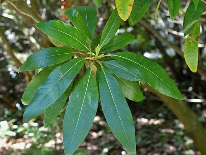 Persea indica