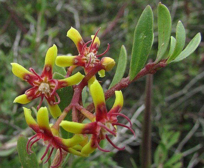 PERIPLOCA LAEVIGATA subsp. ANGUSTIFOLIA (Labill.) Markgr. – svidina