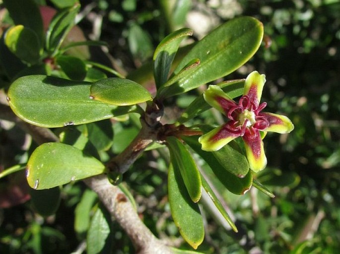 Periploca laevigata subsp. angustifolia