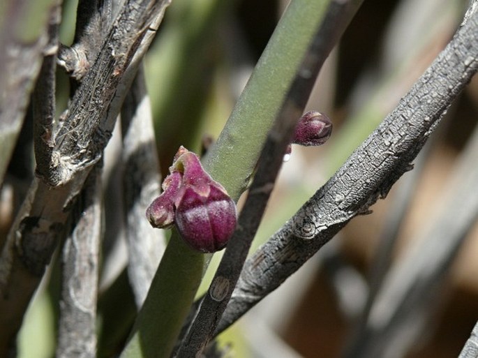 PERIPLOCA APHYLLA Decne. – svidina