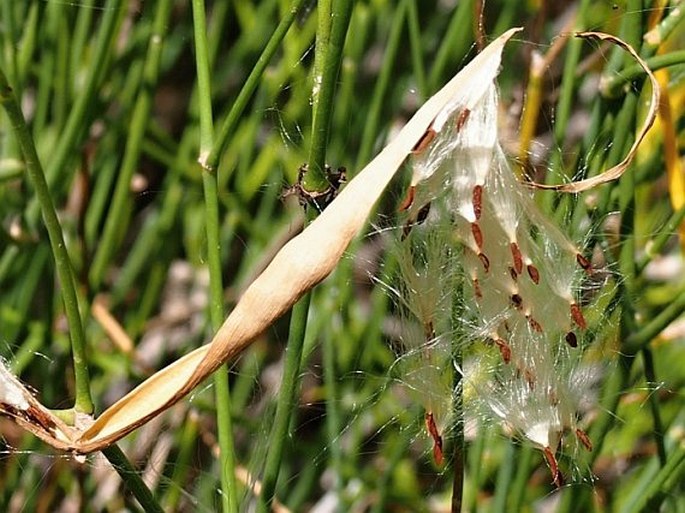 Periploca visciformis