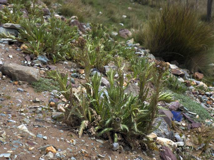 Perezia multiflora