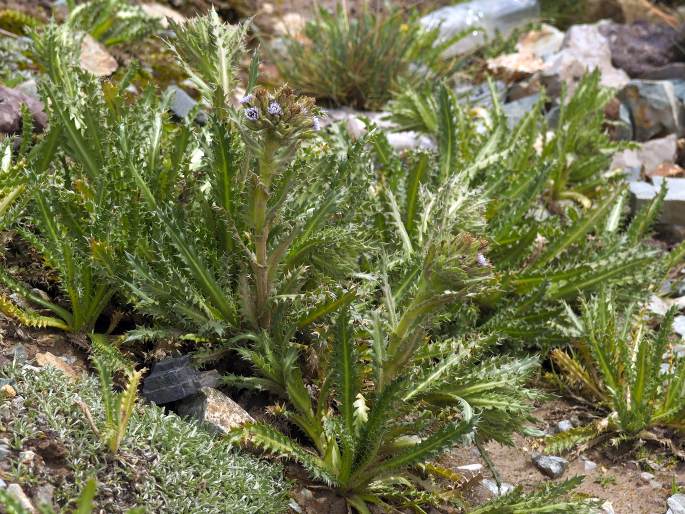 Perezia multiflora