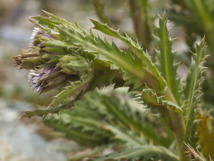 Perezia multiflora