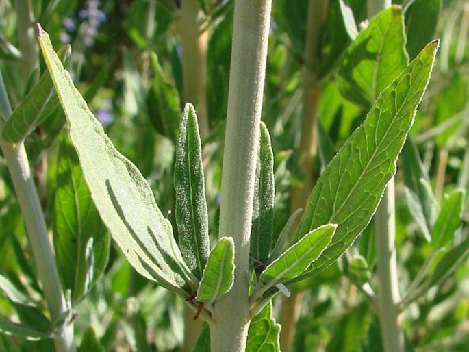 Salvia yangii