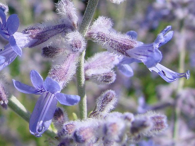 Perovskia atriplicifolia