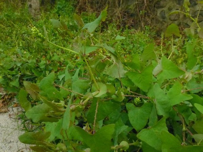 Persicaria perfoliata