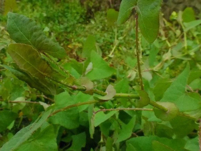 Persicaria perfoliata