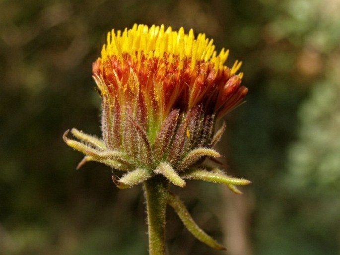 PERRALDERIA CORONOPIFOLIA Coss.