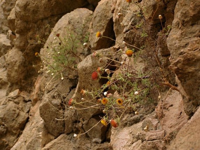 Perralderia coronopifolia