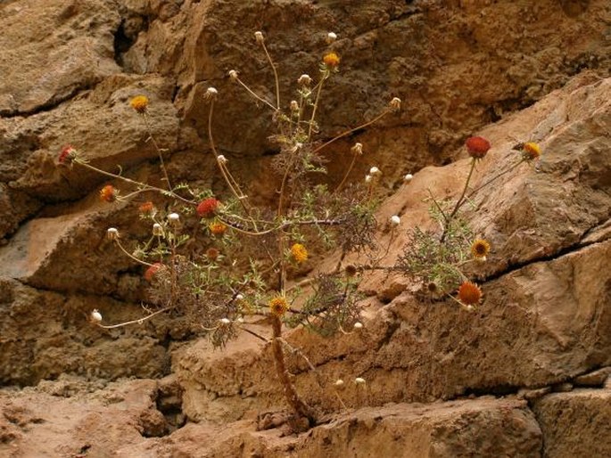 Perralderia coronopifolia