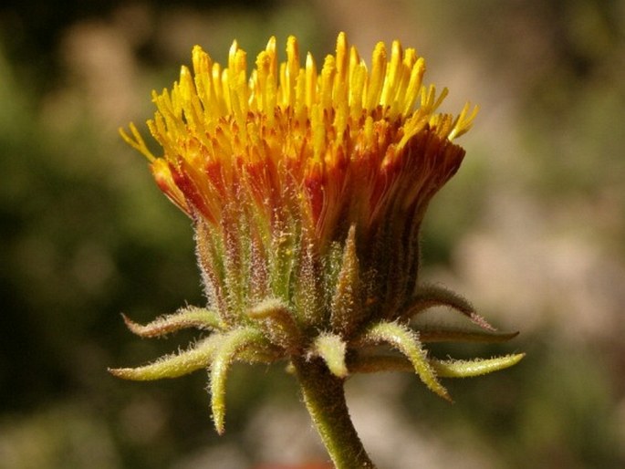 Perralderia coronopifolia