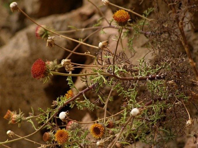 Perralderia coronopifolia