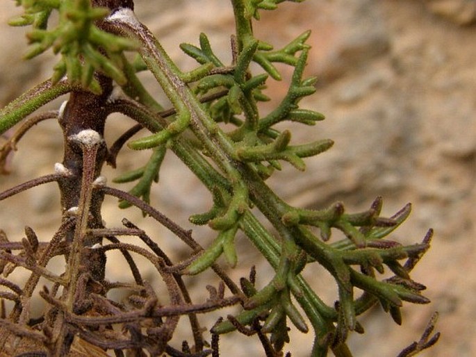 Perralderia coronopifolia