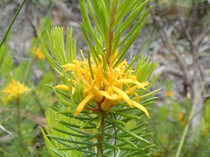 Persoonia chamaepitys