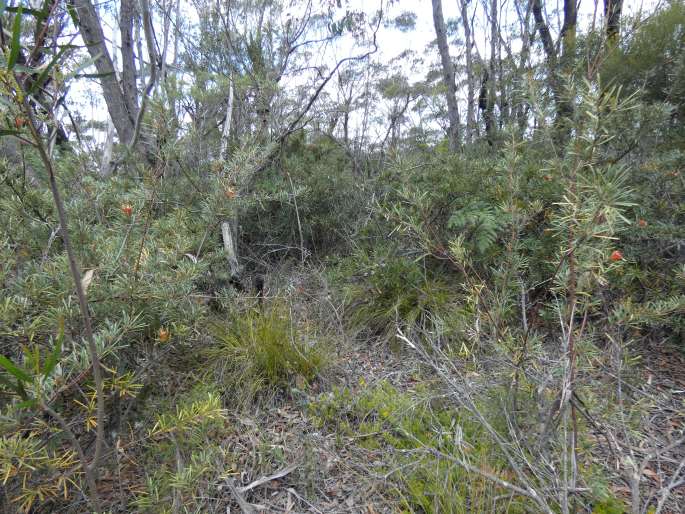 Persoonia chamaepitys