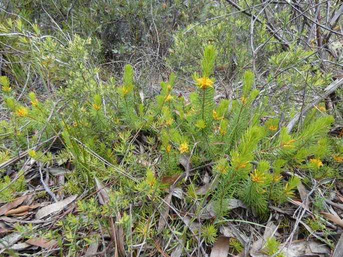 Persoonia chamaepitys