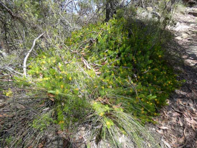 Persoonia chamaepitys