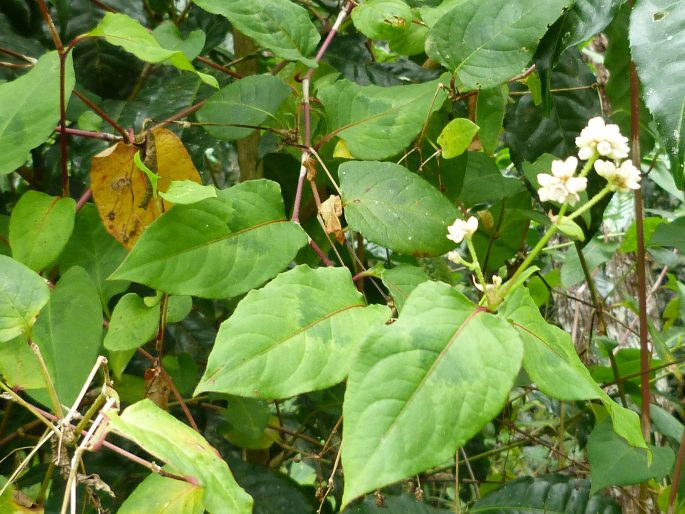 Persicaria chinensis