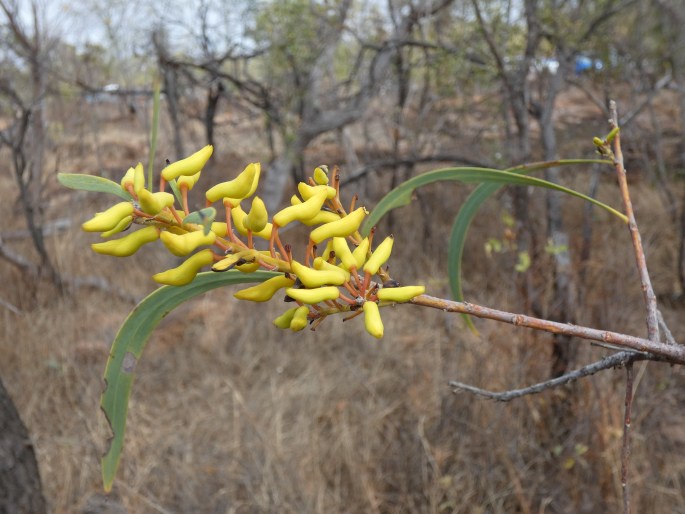 Persoonia falcata