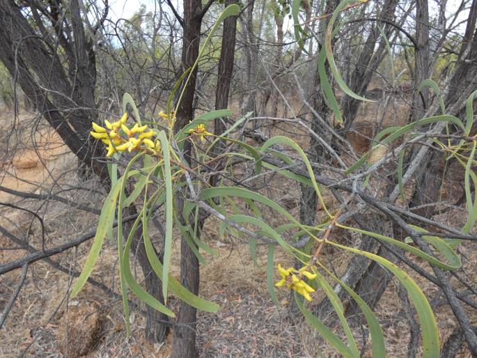 Persoonia falcata