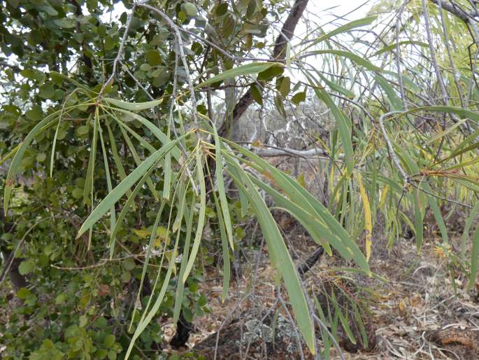 Persoonia falcata