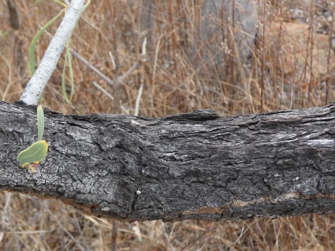 Persoonia falcata