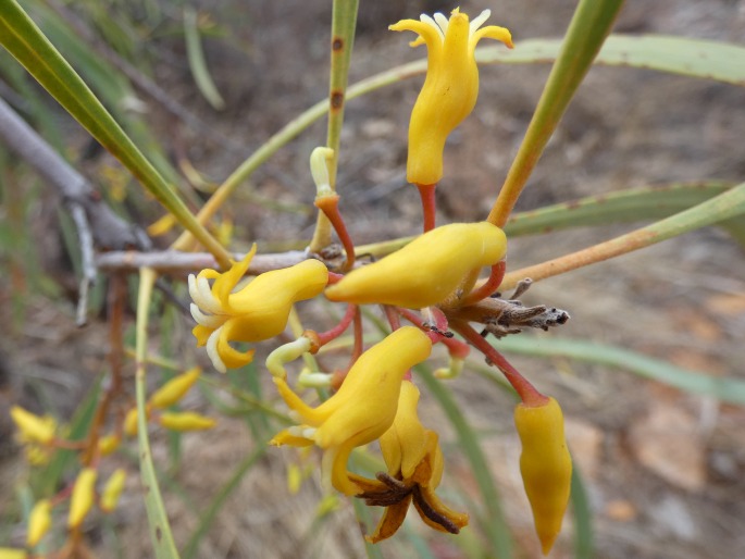 Persoonia falcata