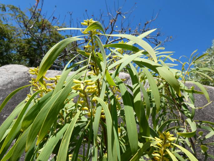 Persoonia falcata