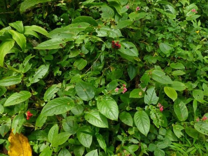 Persicaria malaica