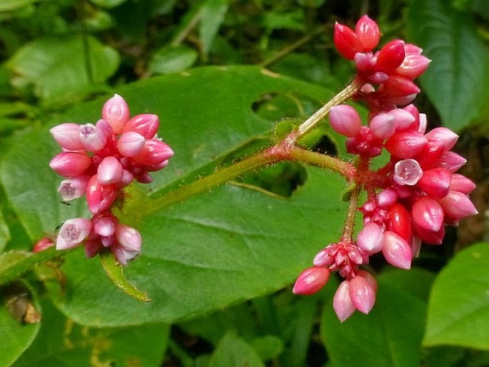 Persicaria malaica