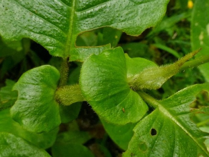 Persicaria malaica